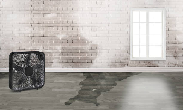 Best Water damage mitigation services  in Adelino, NM